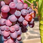 Country house Wine House - Quinta Vale De Carvalho