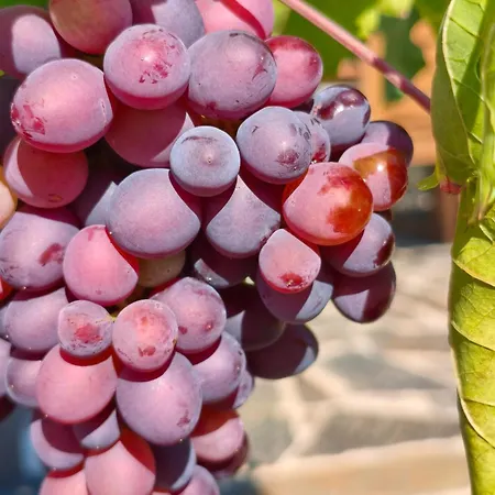 Landsted Wine House - Quinta Vale De Carvalho