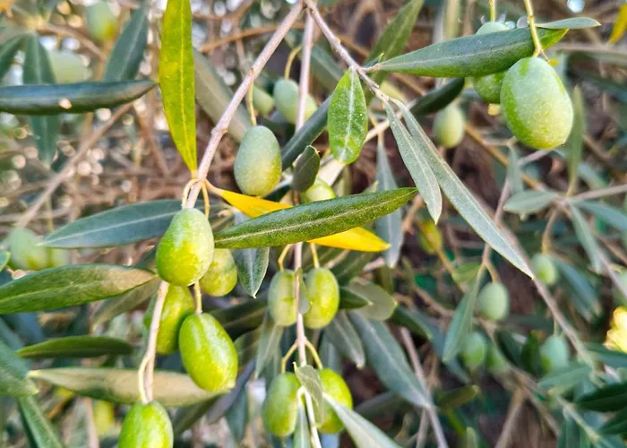 Wine House - Quinta Vale De Carvalho Torre De Moncorvo