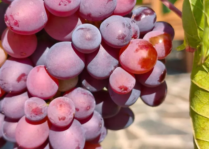 Casa rural Wine House - Quinta Vale De Carvalho